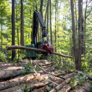 China's €11 Billion Wood and Rubber Exports Face EUDR Scrutiny: Traceability Becomes a Commercial Imperative - Africa