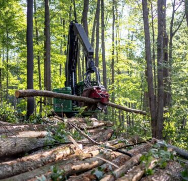 China's €11 Billion Wood and Rubber Exports Face EUDR Scrutiny: Traceability Becomes a Commercial Imperative - Africa