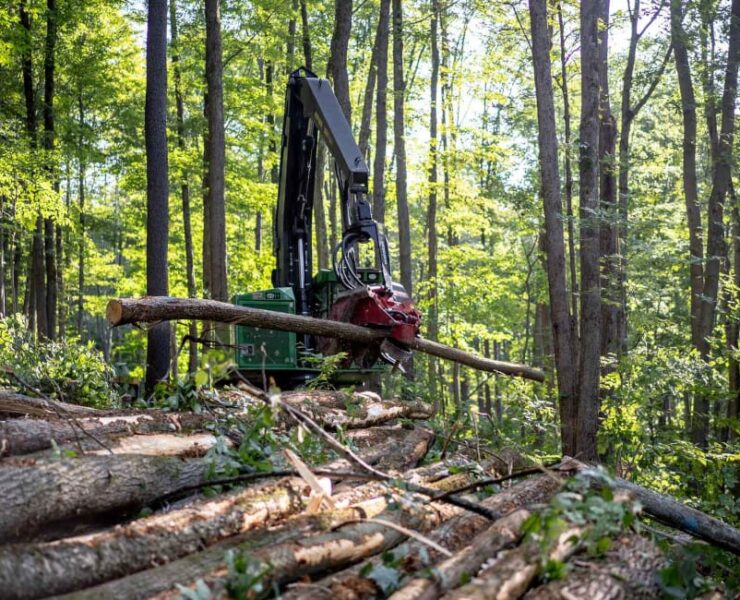 China's €11 Billion Wood and Rubber Exports Face EUDR Scrutiny: Traceability Becomes a Commercial Imperative - Africa