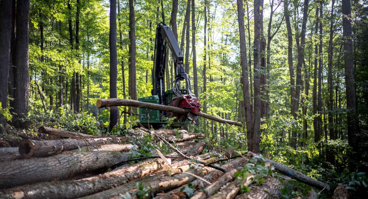 China's €11 Billion Wood and Rubber Exports Face EUDR Scrutiny: Traceability Becomes a Commercial Imperative - Africa