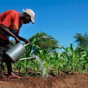 Daylong Group's Vertical Integration: A Blueprint for Nigeria's Traceable Agri-Food Supply Chain - Nigeria