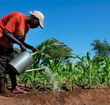Daylong Group's Vertical Integration: A Blueprint for Nigeria's Traceable Agri-Food Supply Chain - Nigeria