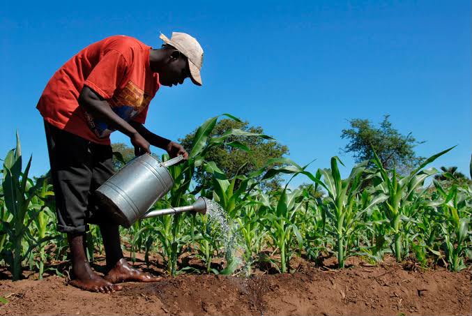 Daylong Group's Vertical Integration: A Blueprint for Nigeria's Traceable Agri-Food Supply Chain - Nigeria