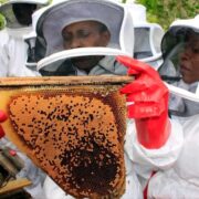 E230 Million Honey Sector Plan Targets Import Displacement and Export Growth Amidst Regulatory Gaps - Africa