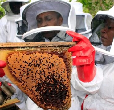 E230 Million Honey Sector Plan Targets Import Displacement and Export Growth Amidst Regulatory Gaps - Africa