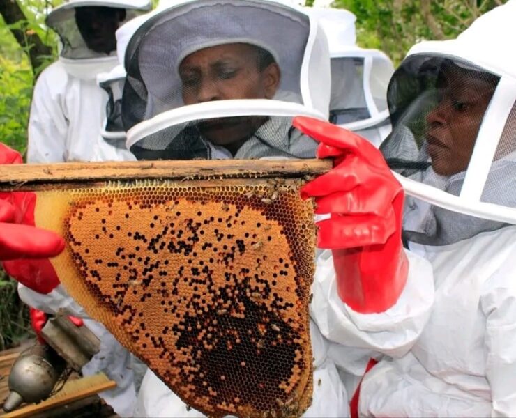 E230 Million Honey Sector Plan Targets Import Displacement and Export Growth Amidst Regulatory Gaps - Africa
