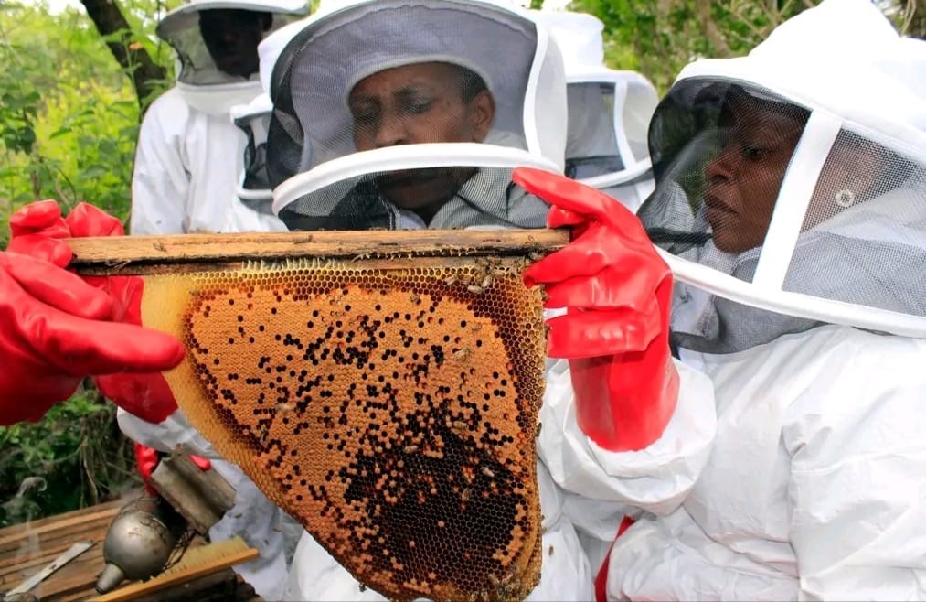 E230 Million Honey Sector Plan Targets Import Displacement and Export Growth Amidst Regulatory Gaps - Africa