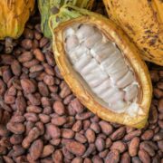 African Cocoa Giants Forge Alliance to Capture Global Value Chain Dominance - Nigeria