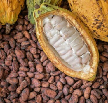 African Cocoa Giants Forge Alliance to Capture Global Value Chain Dominance - Nigeria