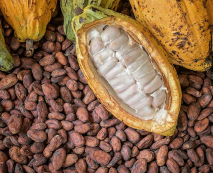 African Cocoa Giants Forge Alliance to Capture Global Value Chain Dominance - Nigeria