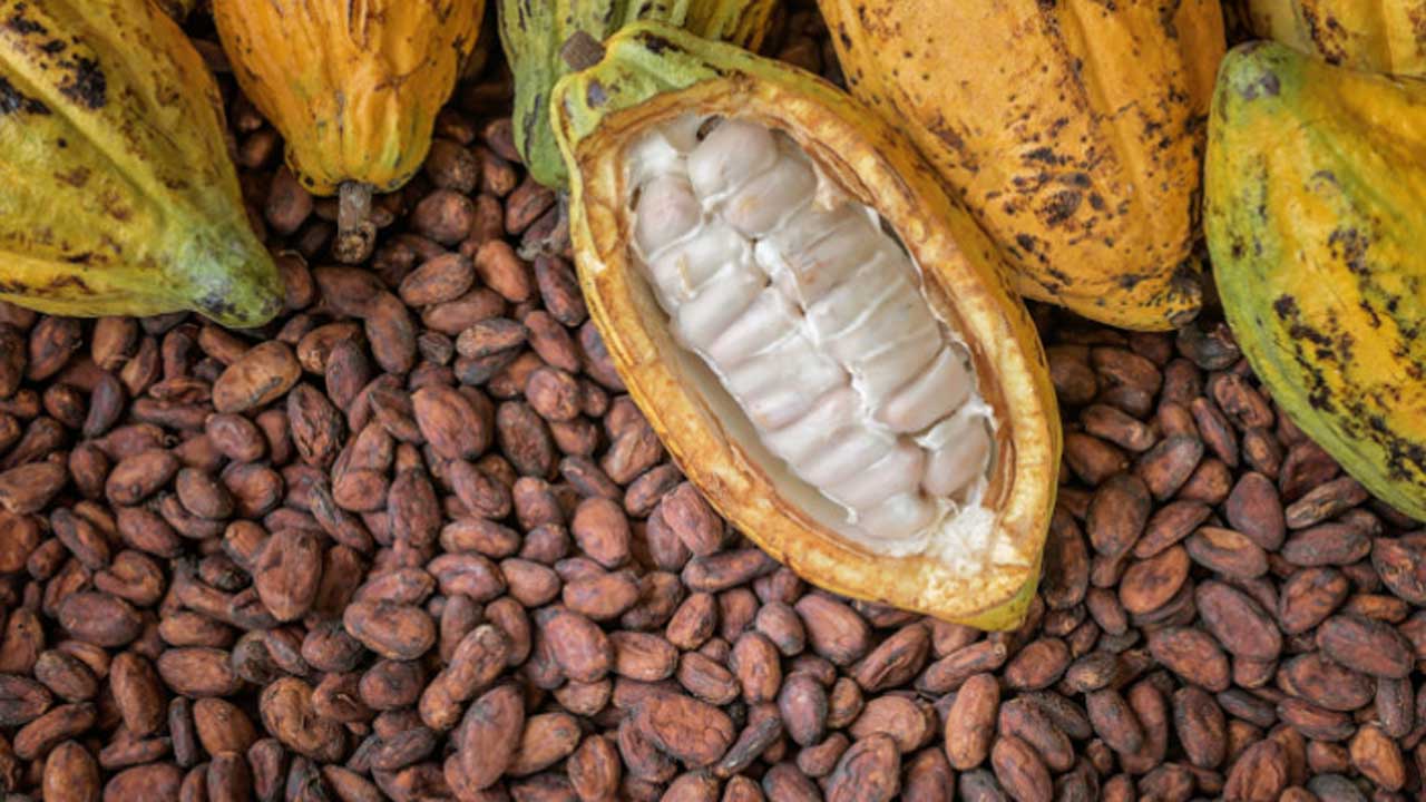 African Cocoa Giants Forge Alliance to Capture Global Value Chain Dominance - Nigeria