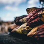 African Cocoa Giants Forge Alliance to End Raw Exports by 2026, Navigating EU Regulations - Nigeria