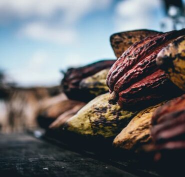 African Cocoa Giants Forge Alliance to End Raw Exports by 2026, Navigating EU Regulations - Nigeria
