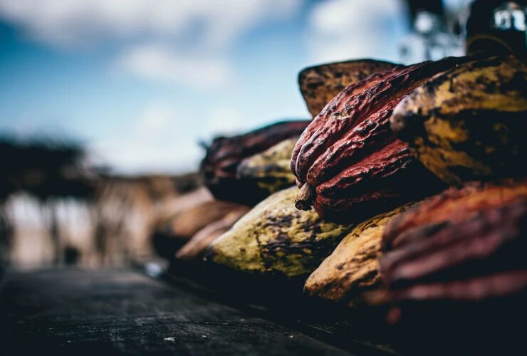 African Cocoa Giants Forge Alliance to End Raw Exports by 2026, Navigating EU Regulations - Nigeria