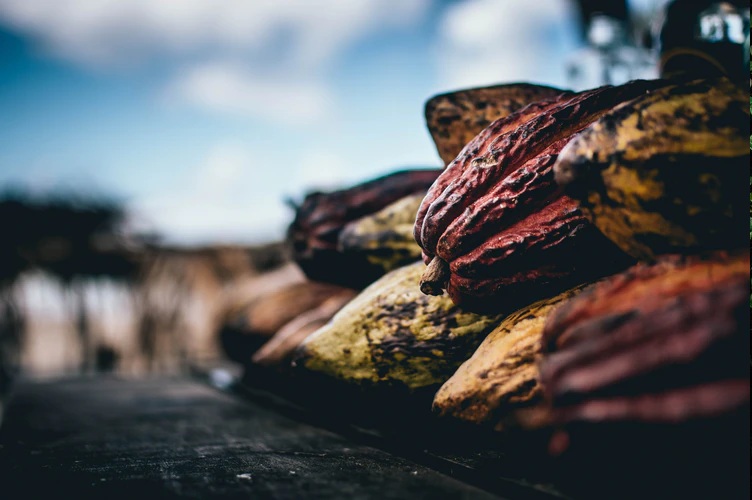 African Cocoa Giants Forge Alliance to End Raw Exports by 2026, Navigating EU Regulations - Nigeria
